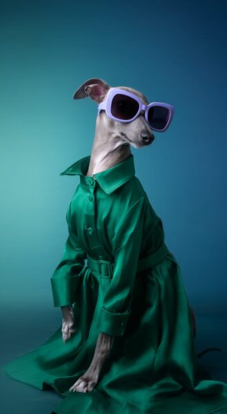 Sophisticated Canine Couture A slender greyhound wearing a green satin trench coat and oversized purple sunglasses against a teal background.